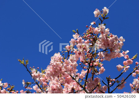 櫻花半綻放藍天清晰 50426100