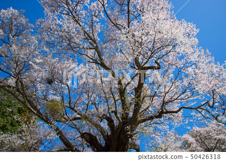 櫻桃樹 櫻桃樹 50426318