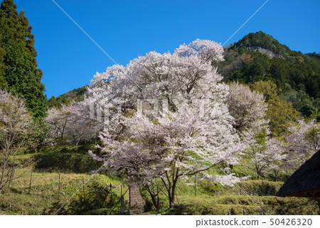 櫻桃樹 櫻桃樹 50426320