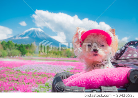 Mt. Fuji and Shibakura and Wanko Mt. Fuji and Shibakura and Wanko 50426553