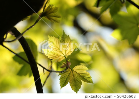 Sycamore maple leaves in the forest 50426608