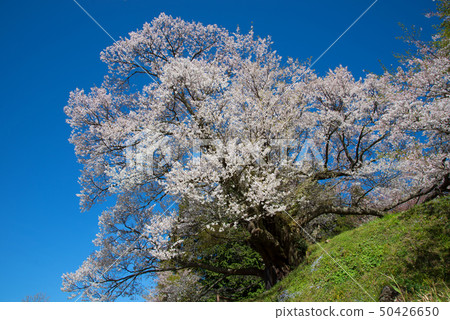 Cherry Blossoms	 50426650