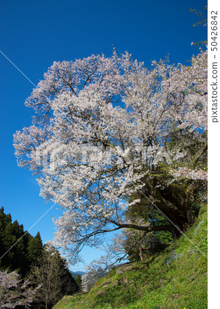 櫻桃樹 50426842