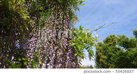 Kameido Tenjin's wisteria flowers and Sky Tree Kameido Tenjin's wisteria flowers and Sky Tree 50426887