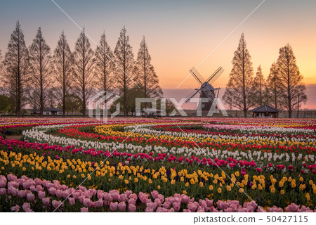 Akebonoyama農業公園鬱金香 50427115