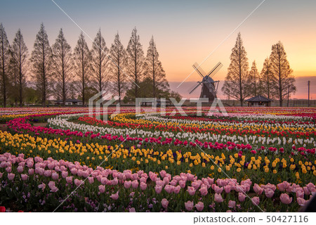 Akebonoyama農業公園鬱金香 50427116