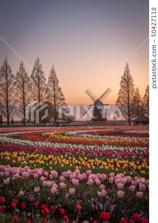 Akebonoyama Agricultural Park Tulip 50427118