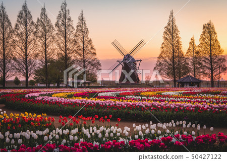 Akebonoyama農業公園鬱金香 Akebonoyama農業公園鬱金香 50427122