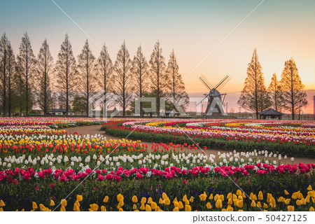 Akebonoyama農業公園鬱金香 50427125