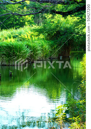 Pond of quiet Pond of quiet 50427200