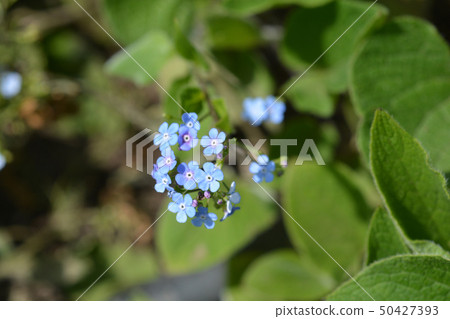 Largeleaf brunnera 50427393