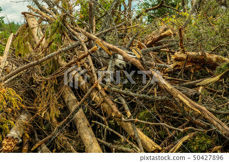 blockage dry branches ate broken clearing clearing blockage dry branches ate broken clearing clearing 50427896