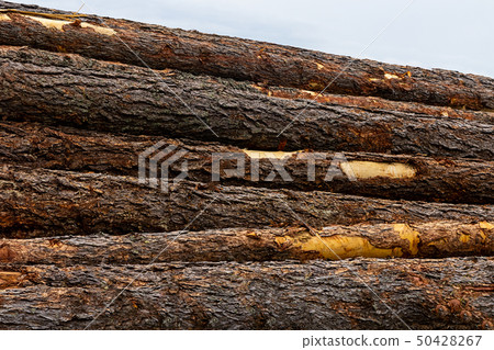 brown trunk brown bark horizontal stack stack of brown trunk brown bark horizontal stack stack of 50428267