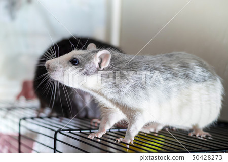 rat small white gray surprised look profile on the rat small white gray surprised look profile on the 50428273