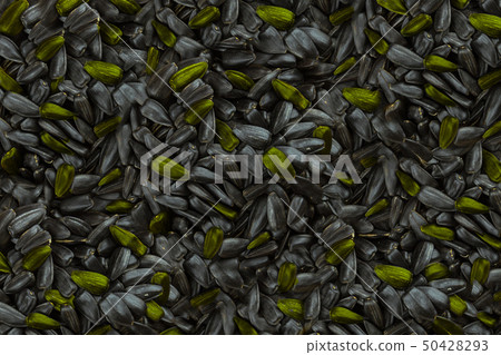 background black sunflower seeds bright green background black sunflower seeds bright green 50428293