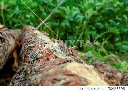 pair of trunks of hard bark pine tree focus on the pair of trunks of hard bark pine tree focus on the 50428298