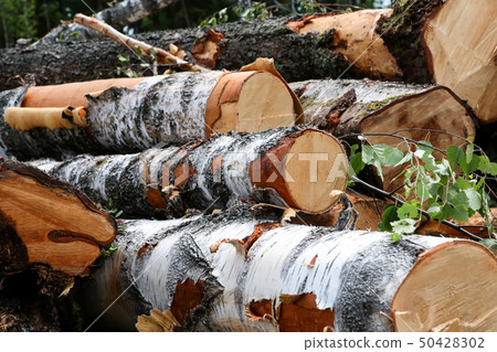 birch trunks large spilled equal end of a log birch trunks large spilled equal end of a log 50428302