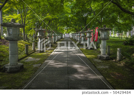 Hyogo Prefecture Kozanji Temple Summer New Green 50429484