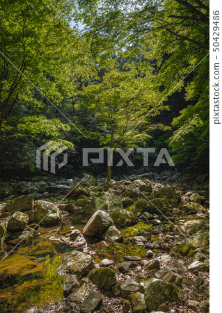 Mie Prefecture Akame Forty-eight Waterfalls Summer Fresh green 50429486