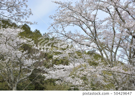 [滋賀縣近江八man市]安土城遺址 50429647