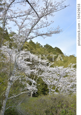 [滋賀縣近江八man市]安土城遺址 50429658