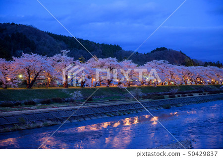 秋田縣的Kadodate Yaki櫻花 50429837