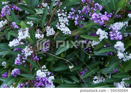Komachi Fuji Harden Bergia flower language "miraculous reunion" Komachi Fuji Harden Bergia flower language "miraculous reunion" 50430084