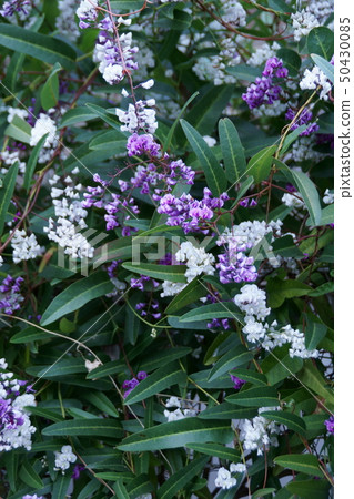 Komachi Fuji Harden Bergia flower language "miraculous reunion" Komachi Fuji Harden Bergia flower language "miraculous reunion" 50430085