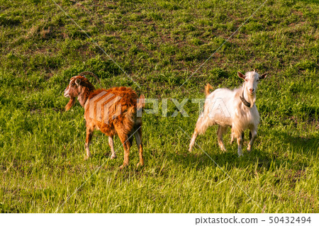 goats graze in the meadow, eat grass on a sunny goats graze in the meadow, eat grass on a sunny 50432494