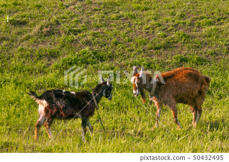 goats graze in the meadow, eat grass on a sunny goats graze in the meadow, eat grass on a sunny 50432495