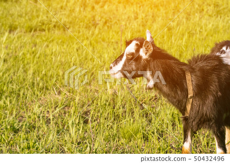 Cute black goat grazing at farmland meadow, Cute black goat grazing at farmland meadow, 50432496