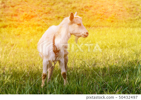 Goat eats high juicy grass Goat eats high juicy grass 50432497