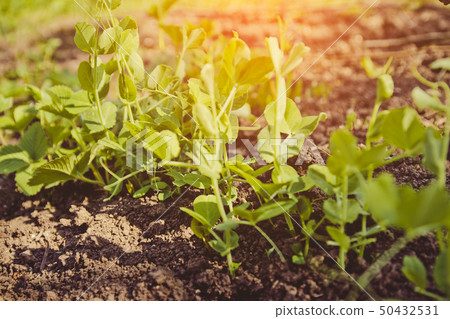 Vegetarian food. Growing peas outdoors. Vegetarian food. Growing peas outdoors. 50432531