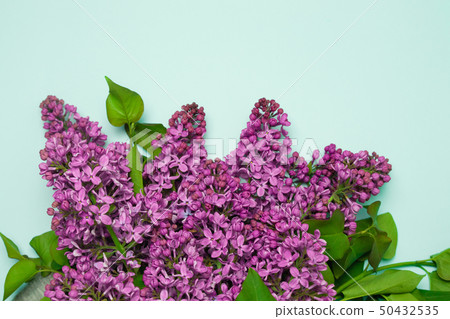 Purple lilac flowers spring blossom background Purple lilac flowers spring blossom background 50432535