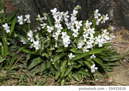 White violet White violet 50432626