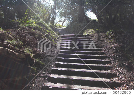 Forest trails ... ... Forest stairs ~ ... Forest trails ... ... Forest stairs ~ ... 50432900