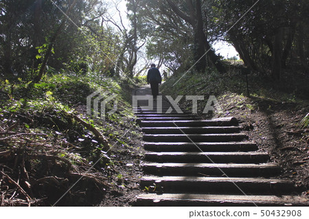 Forest trails ... ... Forest stairs ~ ... Forest trails ... ... Forest stairs ~ ... 50432908