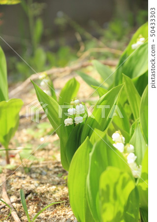 Suzuran Suzuran 50433303