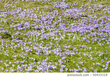 field of crocus flowers can be background 50433319