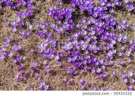 field of crocus flowers can be background field of crocus flowers can be background 50433320