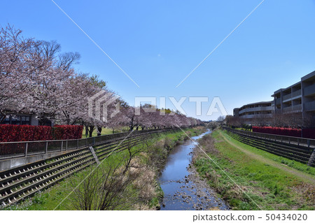 櫻花樹行在Seijo-ku，Nogawa綠色空間露天場所 50434020