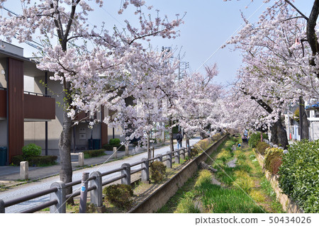 世田谷/ Kamogawa水上公園櫻花風景 50434026