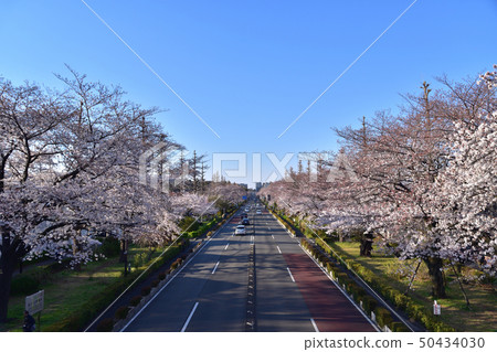 A row of cherry blossom trees along the national university street A row of cherry blossom trees along the national university street 50434030