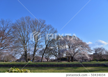 Musashi Kokubun-ji Temple Site Auditorium and Sakura Musashi Kokubun-ji Temple Site Auditorium and Sakura 50434034