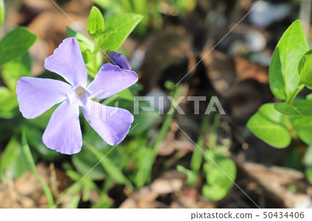 Violet flowers blooming in spring Violet flowers blooming in spring 50434406