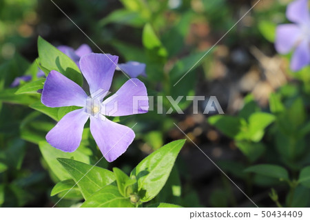 Violet flowers blooming in spring Violet flowers blooming in spring 50434409