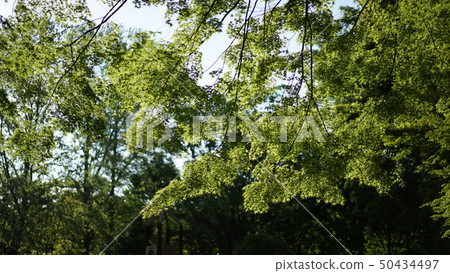 Fresh green season 50434497