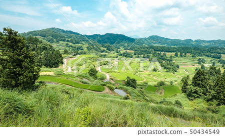 水稻梯田（七月） 50434549