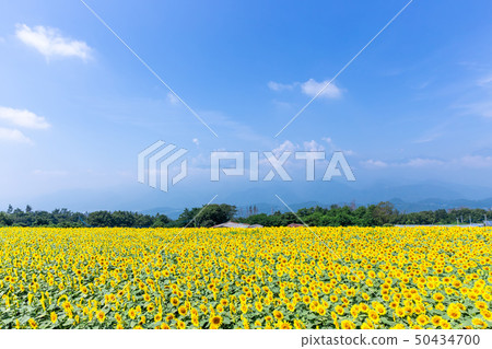 Sunflower field 3 of plateau Sunflower field 3 of plateau 50434700