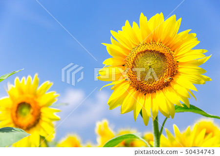 Sunflower 65 50434743